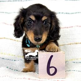 Elsa AKC - Black and tan female Dachshund puppy in South Easton, Massachusetts from Depot Dachsies