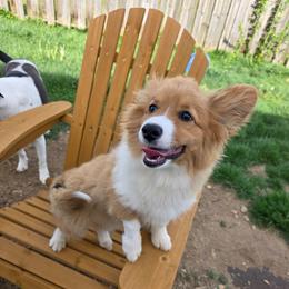 Pie - Red female Pembroke Welsh Corgi puppy in Indianapolis, Indiana from Mk’s Corgis