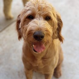 Baylee - Goldendoodle