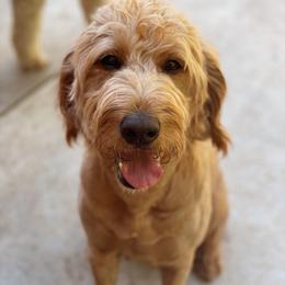 Baylee - Goldendoodle