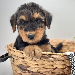 Brown Collared Male - Black and tan male Airedale Terrier puppy in Marshallville, Ohio from Anne's Pups