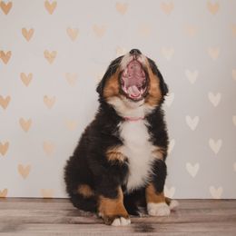 Bernese Mountain Dog and Golden Retriever Puppies from J & J Meadows