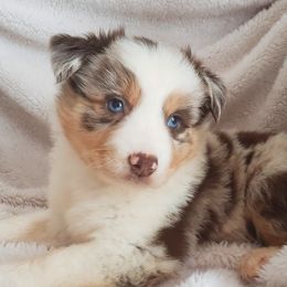 Australian Shepherds and Miniature Australian Shepherds from Laudrick Aussies