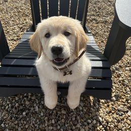 Golden Retriever Puppies from High Desert Goldens of Idaho
