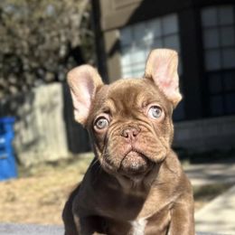 French Bulldog Puppies from Frenchie of New York