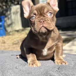 French Bulldog Puppies from Frenchie of New York
