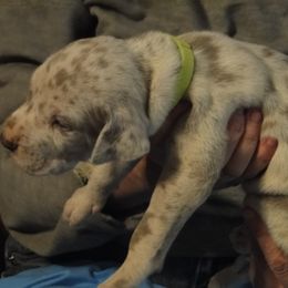 Cardigan Welsh Corgi and Great Dane Puppies from Red Oak Farm and Kennel