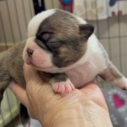 Girl 3 Clara - Black brindle and white female Boston Terrier puppy in Lowell, Arkansas from Bogan's Boston's