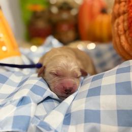 Oktober - Golden female Golden Retriever puppy in Duncan, South Carolina from Glimmer Goldens