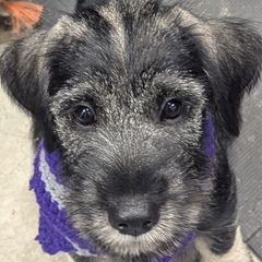 Standard Schnauzer puppies from Meisterwerk Standard Schnauzers