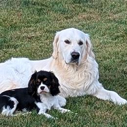 Finn-Bred by Promise Land-OFA CHIC Cert-206288 - Golden Retriever