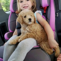 Luna - Goldendoodle