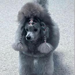 Moon - Poodle