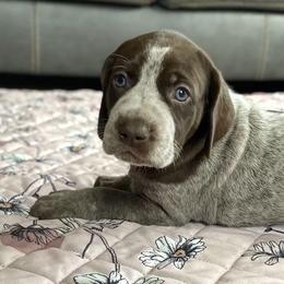 Maggie - Liver roan female German Shorthaired Pointer puppy in Hot Springs, Virginia from Thunder Mountain Gun Dogs