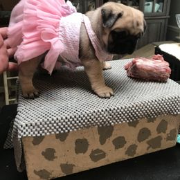 Pug Puppies from Pickwick Pugs