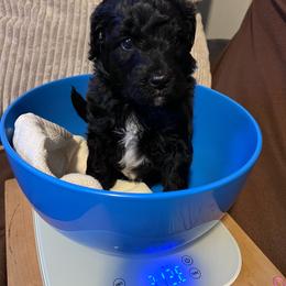 Tufted Titmouse, blue - Black and white male Aussiedoodle puppy in Grand Haven, Michigan from Happy Hippy Doodles