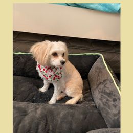 Minnie - Cavapoo