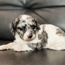 Tater - Merle female Cavapoo puppy in Saint George, Utah from Fitzdoodles