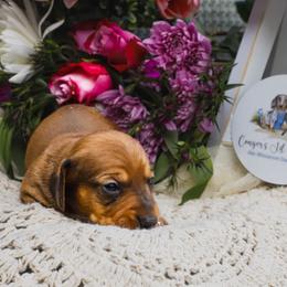 Ash - Red male Dachshund puppy in Tifton, Georgia from Conger's Lil Smokies