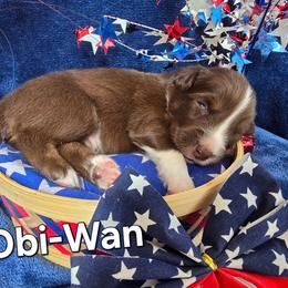 Obi-Wan - Red tri-color male Australian Shepherd puppy in Smithfield, Utah from Invictus Farms