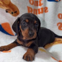 Pink - Black and tan female Dachshund puppy in Bakersfield, California from KC Doxies