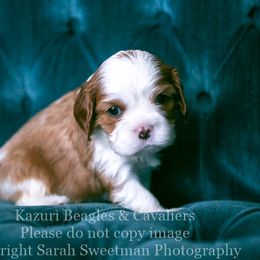 Beagle and Cavalier King Charles Spaniel Puppies from Kazuri Beagles and Cavaliers