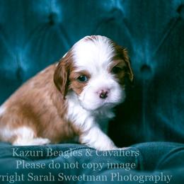 Beagle and Cavalier King Charles Spaniel Puppies from Kazuri Beagles and Cavaliers