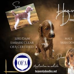 Irish Doodle and Poodle Puppies from Heavenly Poodles