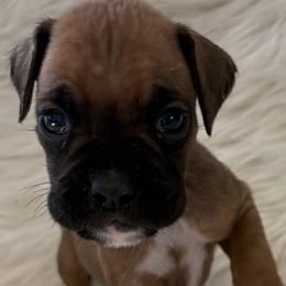 Leia - Fawn female Boxer puppy in Ocala, Florida from Bowers Boxers
