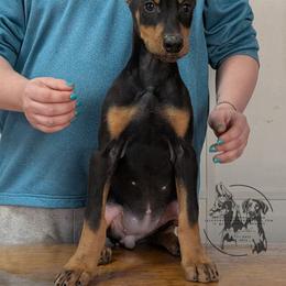 Black Female - Black and rust female Doberman Pinscher puppy in Spencer, Indiana from Jackson's Dobermans