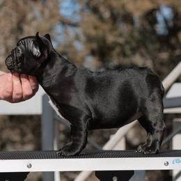 Peppa - Brindle female French Bulldog puppy in Pueblo, Colorado from Double B Bulldogs
