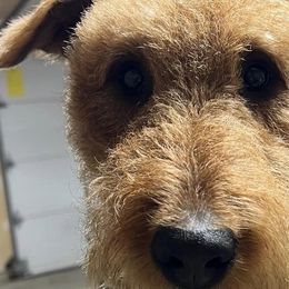 Airedale Terriers from Dapper Dales