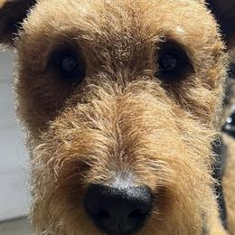 Airedale Terriers from Dapper Dales