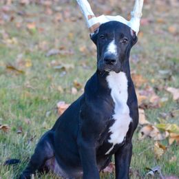 Cropped female D2 - Black and white female Great Dane puppy in Golconda, Illinois from Breken Great Danes