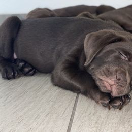 Labrador Retriever Puppies from Liberty Belle Labradors