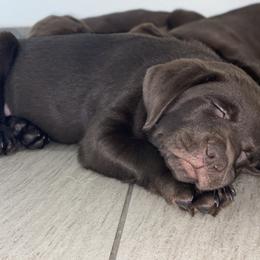 Labrador Retriever Puppies from Liberty Belle Labradors