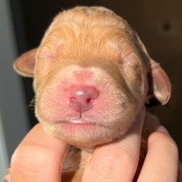 Black Collar - Red  male Goldendoodle puppy in Ringgold, Georgia from Sweet B’s Goldendoodles