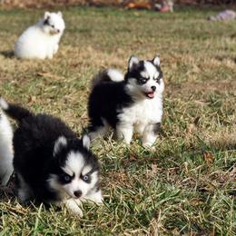 Pomsky, Rottweiler, Shetland Sheepdog, and Toy Shetland Sheepdog Puppies from Mountain High Kennels