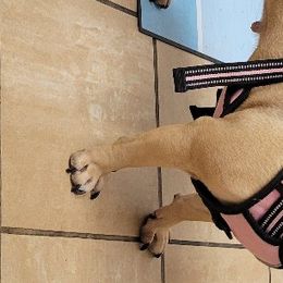Daisy - French Bulldog