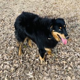 Tex - Australian Shepherd