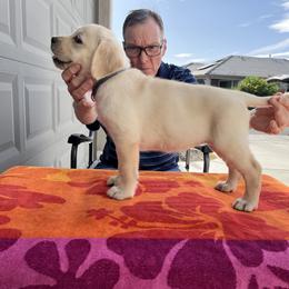 Labrador Retriever Puppies from Culbreth Labradors