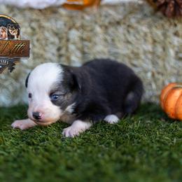 Journey - Black tri female Toy Australian Shepherd puppy in Granbury, Texas from Best Little Aussies