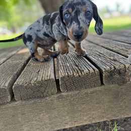 Dachshund Puppies from FiveThreeZeroMiniDachshunds