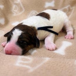 Eagle - Parti male Goldendoodle puppy in Pittsburg, Texas from Grace Springs Goldendoodles