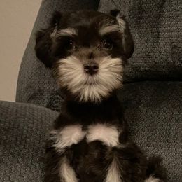 Boy 2 - Liver male Miniature Schnauzer puppy in Avondale, Arizona from Campos Schnauzers