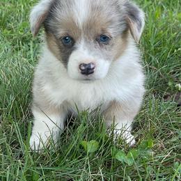 Chad - Blue merle and white male American Corgi puppy in Mount Carmel, Tennessee from Hidden View Farm