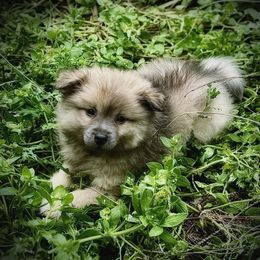 Little Wolf - Wolf sable male Pomeranian puppy in Inverness, Florida from Pompadorable Poms