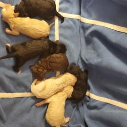Aussiedoodle, Goldendoodle, and Poodle Puppies from Law Doodles