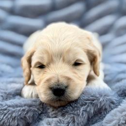 Kiki - Apricot female Goldendoodle puppy in Rainier, Oregon from Beaver Springs Puppies