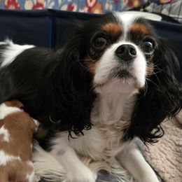 Cavalier King Charles Spaniels from Reflection Cavaliers